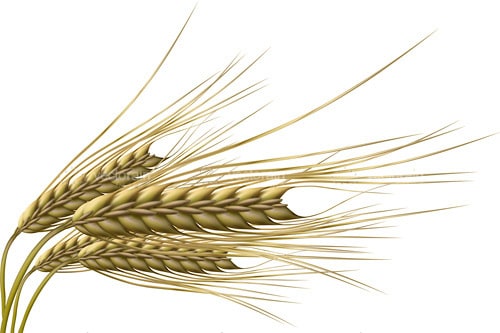Realistic Wheat Spike